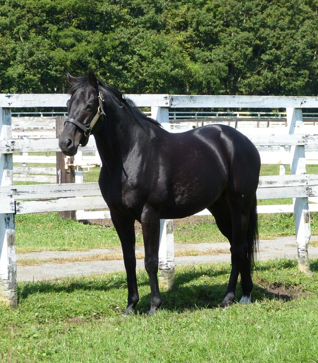 Eishin Flash - Full Body