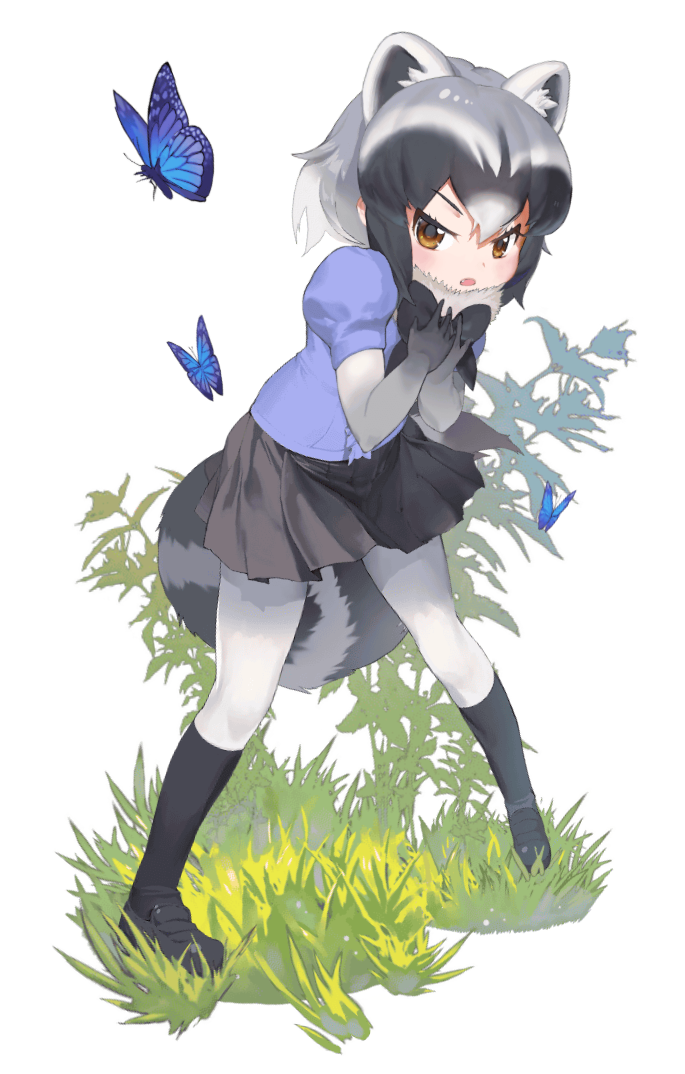 Common Raccoon - Full Body