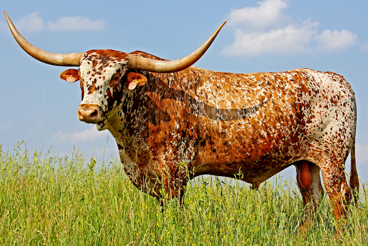 Longhorn - Full Body