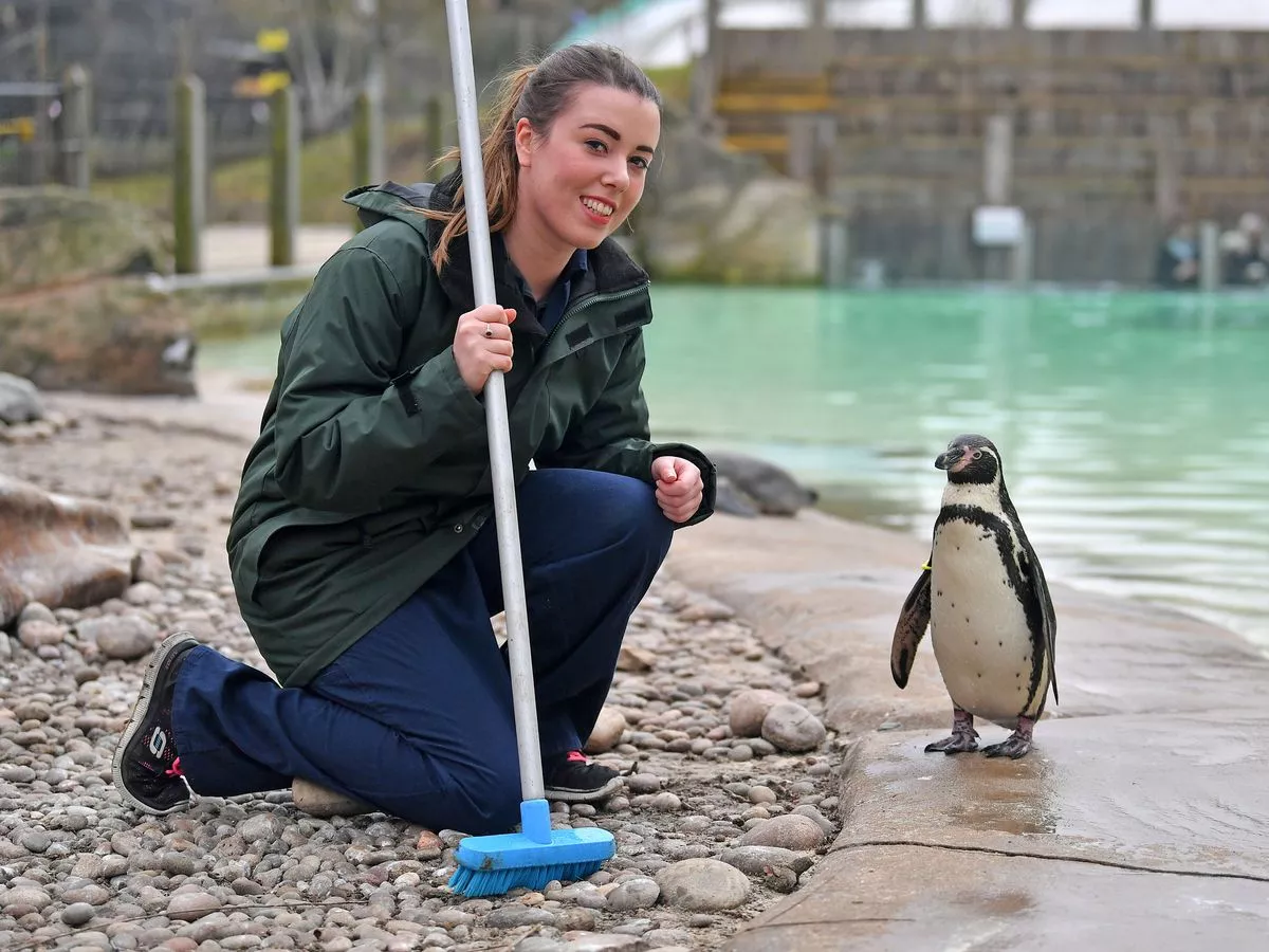 Penguin Keeper - Full Body