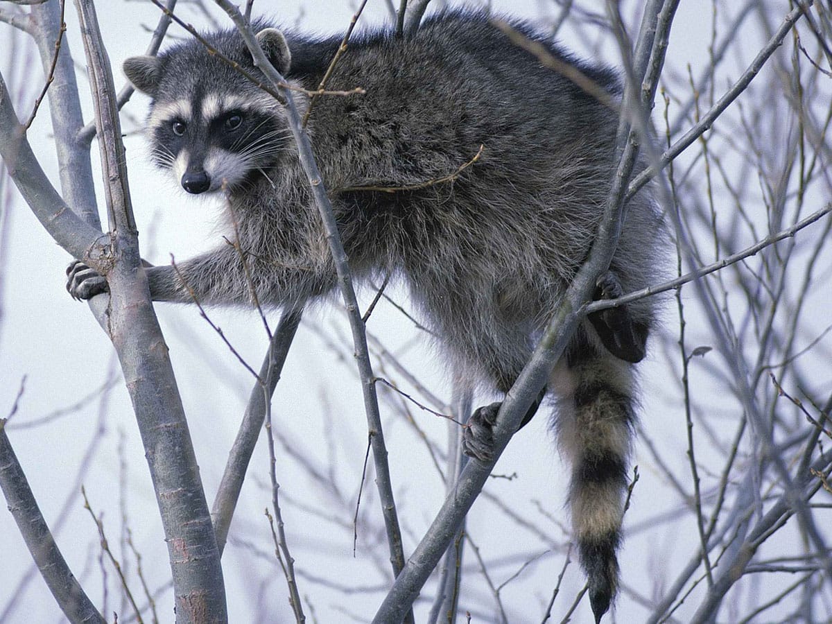 Raccoon - Full Body