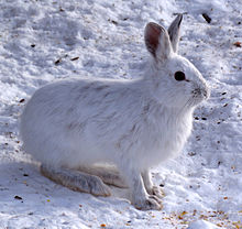 Snowshoe Hare - Full Body