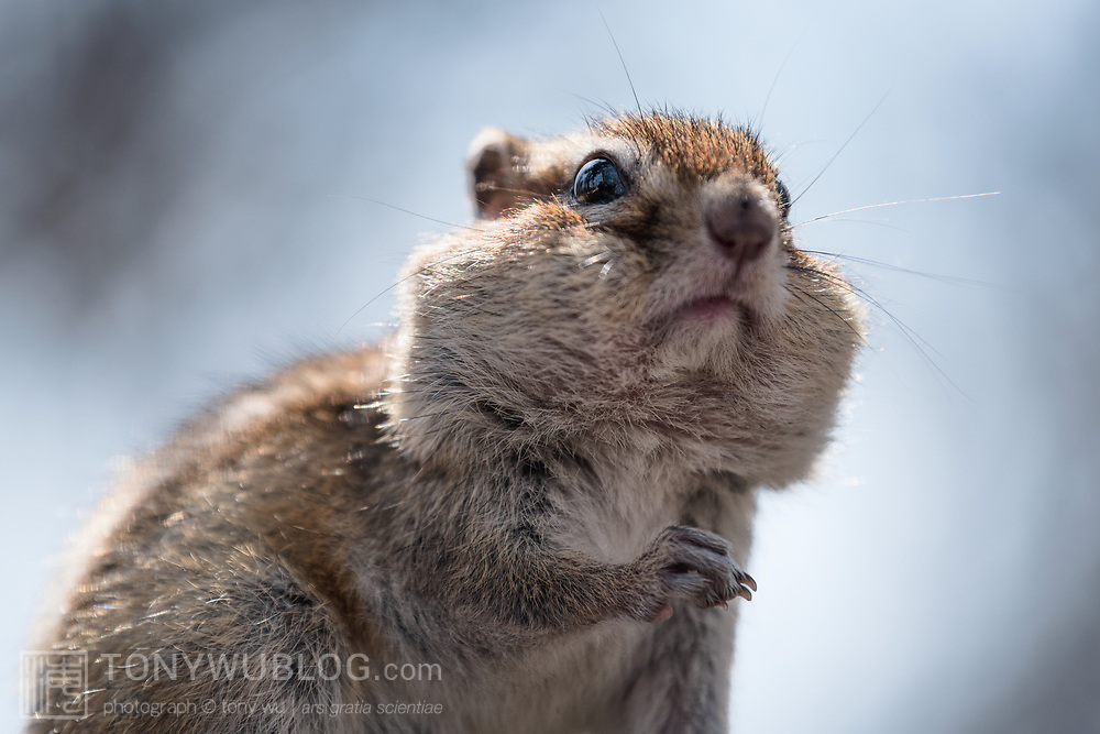Siberian Chipmunk - Full Body