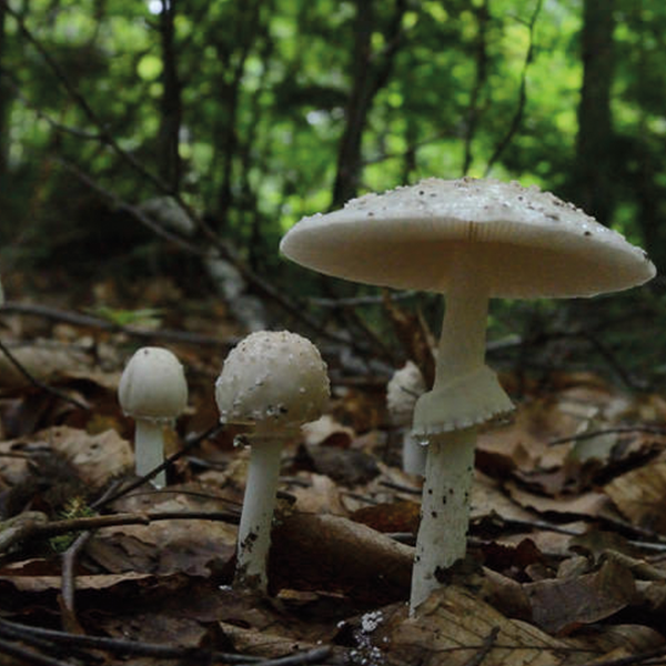 Amanita Virosa - Full Body